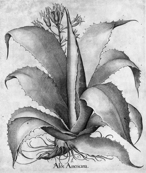 Lot 207, Auction  101, Aloe Americana (Besler), Aloe Americana