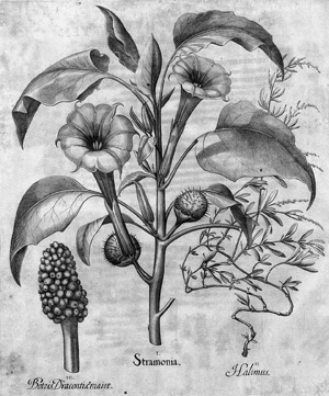 Lot 208, Auction  101, Indischer Stechapfel (Besler), Stramonia. Halimus. Botris Dracontiae