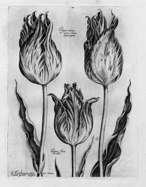 Lot 5292, Auction  101, Toulouze, Guillaume, Livre de Fleurs, Feuilles et Oyzeaus