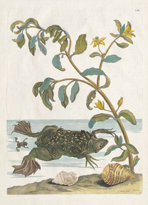 Lot 517, Auction  102, Merian, Maria Sibylla, Cresson - Plante exotique. Mit Lurch und Schnecken. 