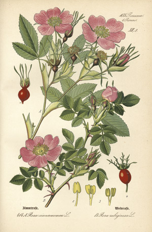 Lot 540, Auction  102, Thomé, Otto Wilhelm, Flora von Deutschland