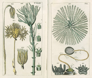 Lot 544, Auction  102, Wilhelm, Gottlieb Tobias, Unterhaltungen aus der Naturgeschichte. Der Würmer  1