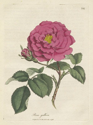 Lot 546, Auction  102, Woodville, William, Medical botany. London