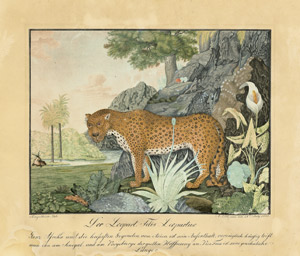 Lot 6540, Auction  102, Zötl, Aloys, Der Leopart. Felis Leopartus.