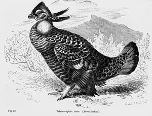 Lot 365, Auction  103, Darwin, Charles, The Descent of Man