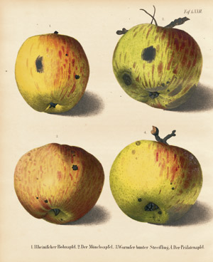 Lot 379, Auction  103, Aehrenthal, Johann von, Deutschlands Kernobstsorten dargestellt in Abbildungen nach der Natur 