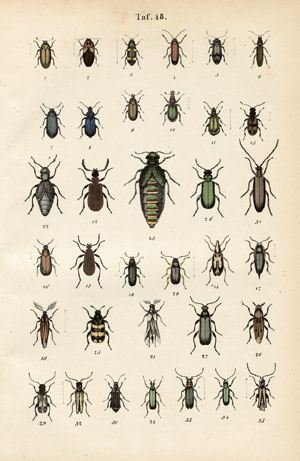 Lot 391, Auction  103, Calwer, C. G., Käferbuch. Allgemeine und specielle Naturgeschichte der Käfer Europa's