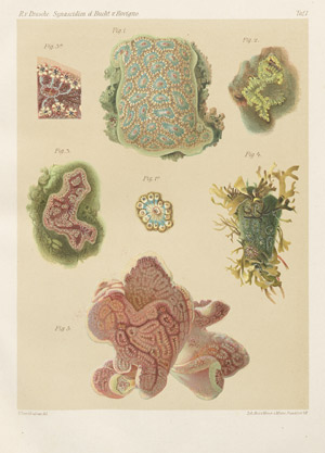 Lot 398, Auction  103, Drasche, Richard von, Die Synascidien der Bucht von Rovigno 