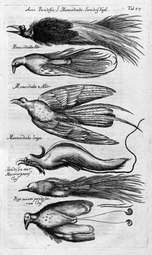 Lot 409, Auction  103, Jonston, Johannes, Theatrum universale de avibus