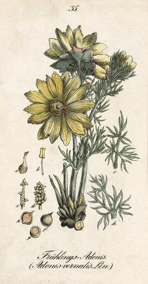 Lot 440, Auction  103, Winkler, Eduard, Sämmtliche Giftgewächse Deutschlands