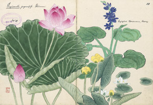 Lot 463, Auction  103, Japanische Blumen, Aquarelle. Leporello mit Originalentwüfen