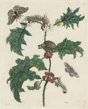 Lot 499, Auction  104, Merian, Maria Sibylla, Der Raupen wunderbare Verwandlung - Daraus 5 Folio-Tafeln