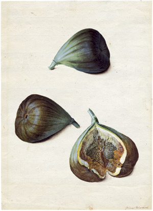 Lot 6385, Auction  104, Blaschek, Franz, Studienblatt mit Feigen