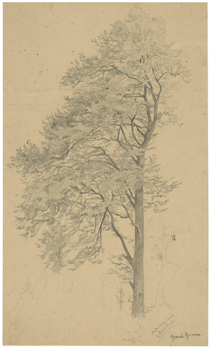 Lot 6514, Auction  104, Thoma, Hans, Baumstudie aus dem Prestenberger Wald