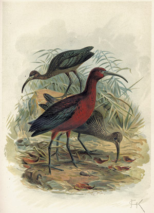 Lot 539, Auction  105, Darwin, Charles, Die Abstammung des Menschen ...