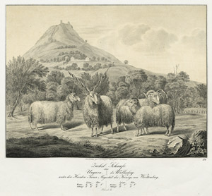 Lot 591, Auction  105, Weckherlin, August von, Abbildungen der Rindvieh- und andern Hausthier-Racen