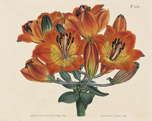 Lot 360, Auction  107, Blumen, Obst und Kräuter, Konvolut mit 11 kolorierten Kupferstichen