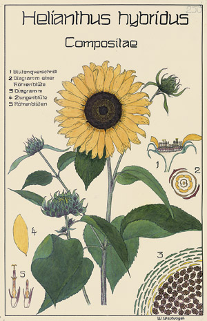 Lot 378, Auction  107, Schweizer Gartenbauschule, 170 Botanische Tafeln