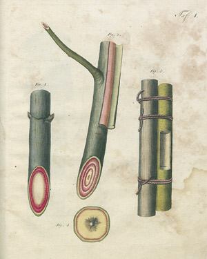Lot 391, Auction  107, Cotta, Heinrich Johann, Naturbeobachtungen über die Bewegung und Funktion des Saftes in den Gewächsen