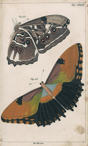 Lot 583, Auction  108, Thon, Theodor, Naturgeschichte in getreuen Abbildungen 