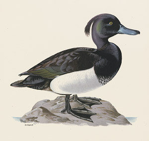 Lot 600, Auction  108, Wright, Magnus Wilhelm, Svenska faglar efter naturen 