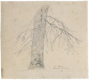 Lot 6805, Auction  108, Handzeichnungen, 3 Baumstudien von Heinrich Buntzen und Nordahl Grove