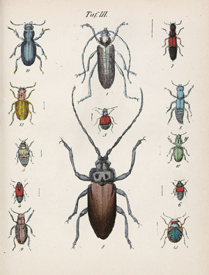 Lot 430, Auction  109, Zoologie II., Konvolut von 15 Bänden zur Koleopterologie