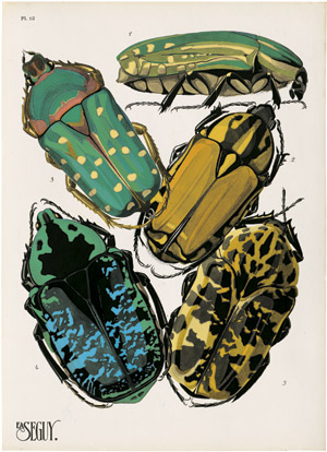 Lot 3430a, Auction  109, Seguy, Eugène Alain, Insectes