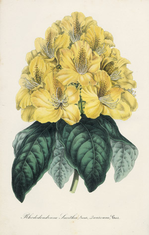 Lot 385, Auction  110, Houtte, Louis Benoît van, Flore des serres et des jardins de l'Europe