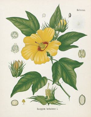 Lot 391, Auction  110, Köhler, Hermann Adolph, Köhler's Medizinal-Pflanzen 