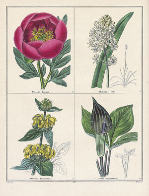 Lot 396, Auction  110, Maund, Benjamin, The Botanic Garden