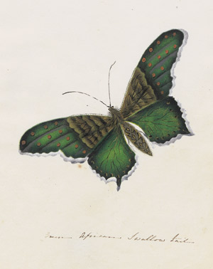 Lot 402, Auction  110, Schmetterlinge,  Folge von 30 Orig.-Aquarellen mit Schmetterlingsdarstellungen