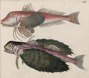 Lot 404, Auction  110, Strack, Christian Friedrich Leberecht, Naturgeschichte in Bildern 