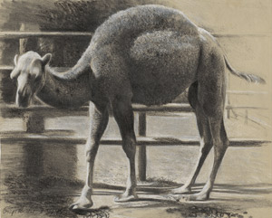 Lot 7300, Auction  110, Müller, Richard, Dromedar