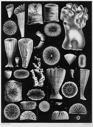 Lot 351, Auction  111, Bronn, Heinrich Georg, Lethaea geognostica 