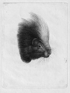 Lot 5307, Auction  112, Italienisch, 18. Jh. . Bildnis eines Stachelschweins