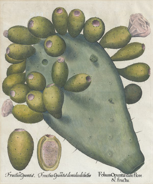 Lot 268, Auction  113, Besler, Basilius, Folium Opuntiae cum flore