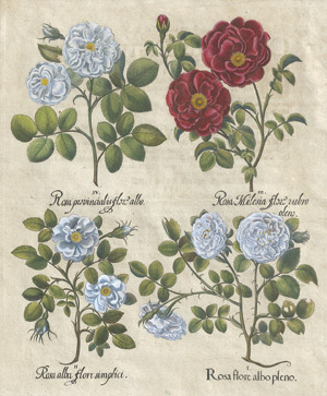 Lot 275, Auction  113, Besler, Basilius, Rosa flore albo pleno