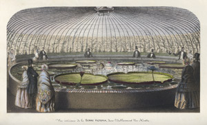 Lot 281, Auction  113, Houtte, Louis Benoît van, Flore des serres et des jardins de l'Europe, 