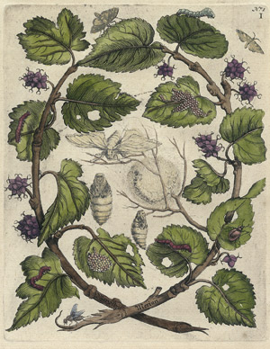 Lot 286, Auction  113, Merian, Maria Sibylla, Weinblattring mit Insekten