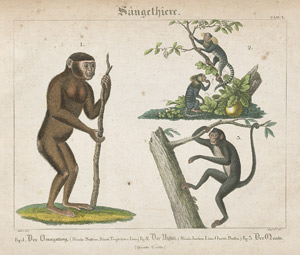 Lot 297, Auction  113, Wilmsen, Friedrich Philipp, Handbuch der Naturgeschichte für die Jugend und ihre Lehrer