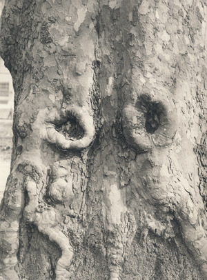 Lot 4221, Auction  113, Landauer, Lou, Tree bark, Paris