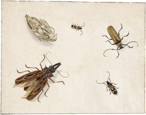 Lot 6337, Auction  113, Niederländisch, um 1800. Studienblatt mit fünf Käfern