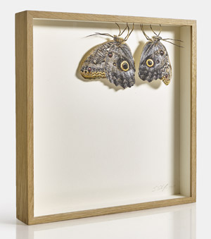 Lot 6360, Auction  113, Schüffler, Svenja, Five Eyes (Caligo)