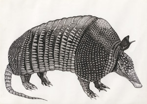 Lot 6367, Auction  113, Fioratti Loreto, Arianna, "Armadillo" - Gürteltier nach rechts