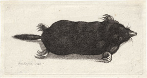 Lot 6396, Auction  113, Hollar, Wenzel, Der tote Maulwurf