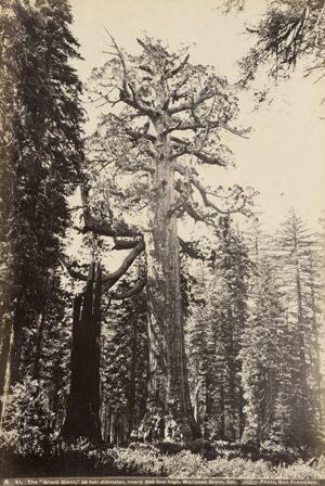 Lot 4067, Auction  114, Watkins, Carleton E. und Taber, Isaiah West, Views of San Francisco, Yosemite and other California sites