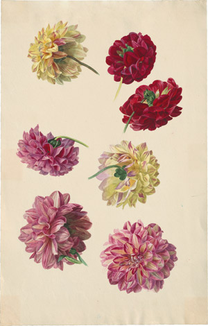 Lot 6326, Auction  114, Blaschek, Franz, Studienblatt mit Dahlien