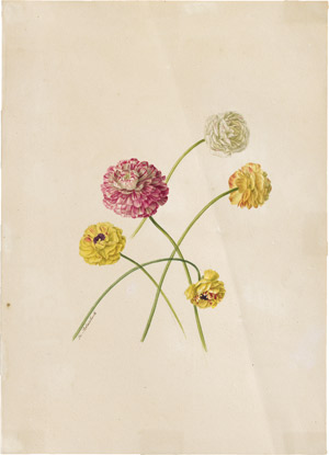 Lot 6327, Auction  114, Blaschek, Franz, Studienblatt mit Ranunkeln