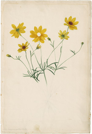 Lot 6330, Auction  114, Blaschek, Franz, Rote Bartnelke